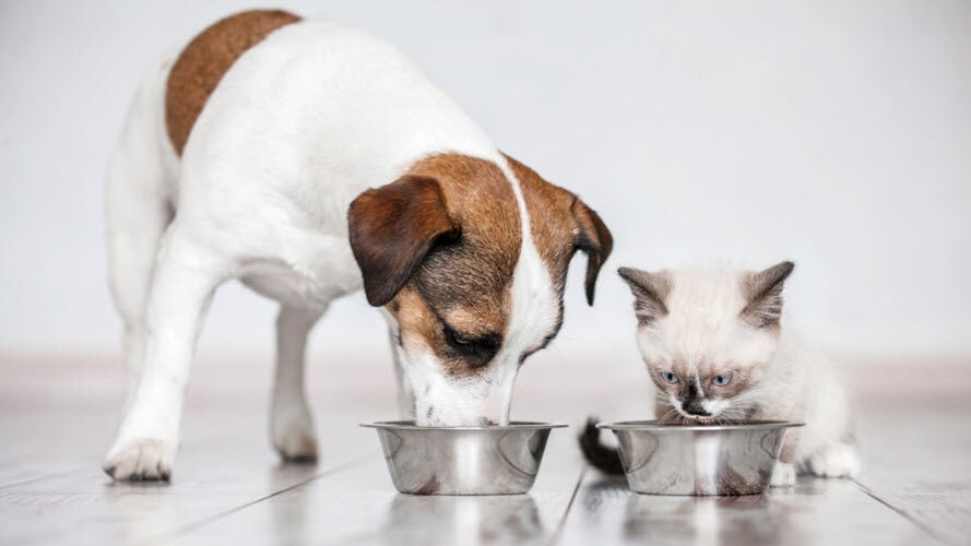 A dog and kitten eating side by side