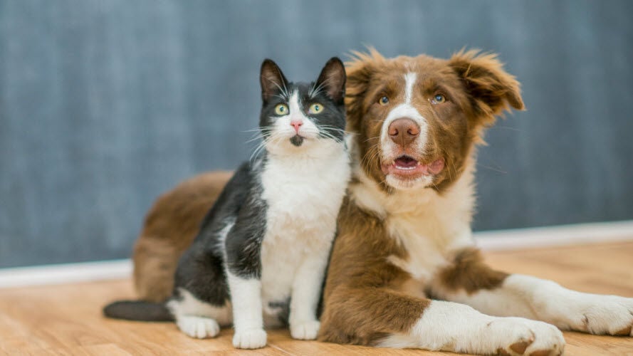 Un perro y un gato sentados juntos