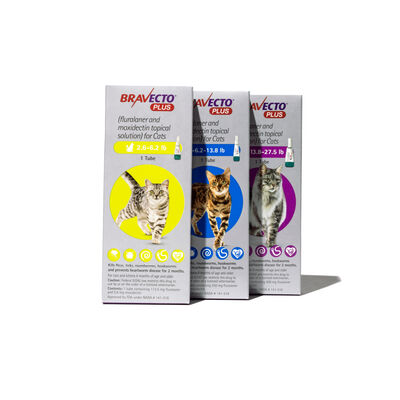 Bravecto® Plus Topical for Cats
